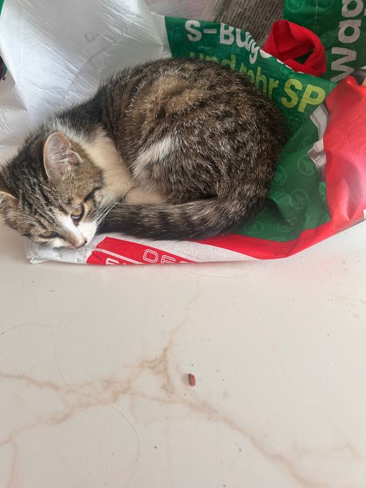 Віддамо котенят в добрі руки
