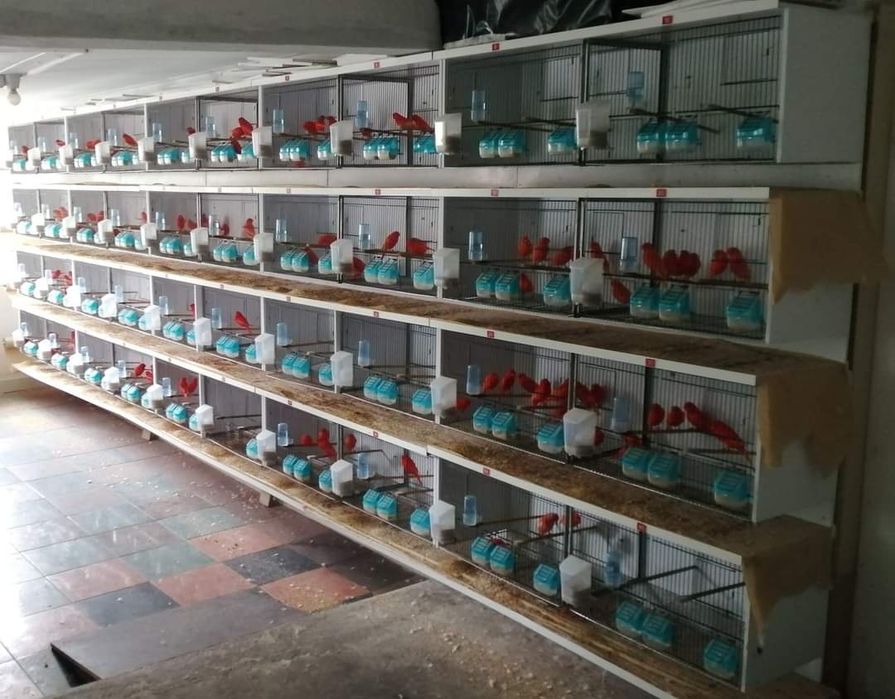 Canários Lip. Vermelho I/N ENTREGAS CENTRO/NORTE País Outubro