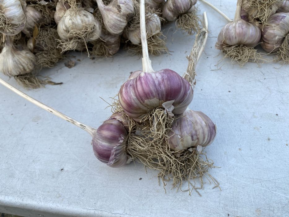Czosnek  Lubasza oraz Harnaś kaliber od 4 do 7