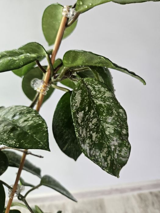 Hoya carnosa freckles