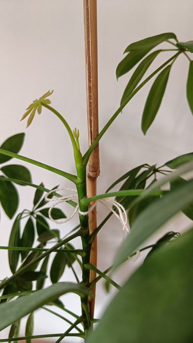 Szeflera 50 cm drzewkowata