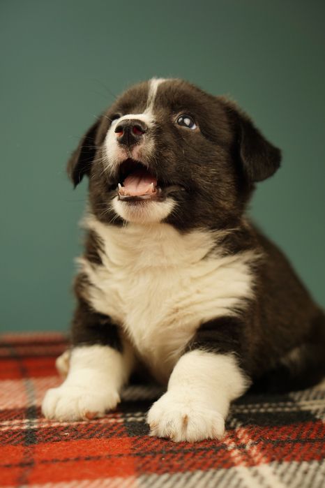 Триколорний хлопчик Вельш Коргі Кардиган