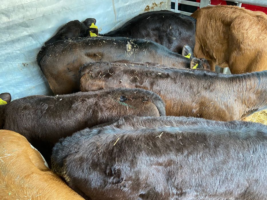 Cielaki mięsne byczki jałóweczki