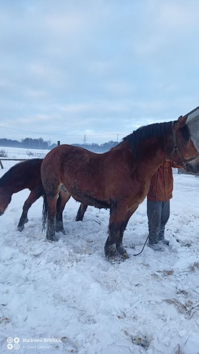 Sprzedam klacz sztumska z ogierkiem