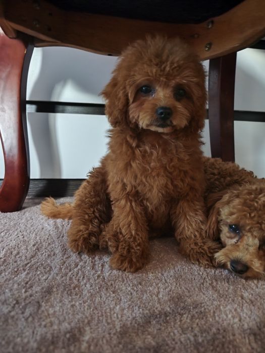 Дівчинка мальтіпу 3,5 місяці