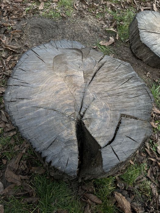 Слеби  морений дуб