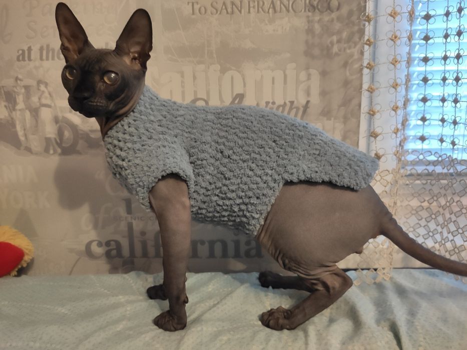 Одежда на кошек, животных, собак, котят, сфинксов