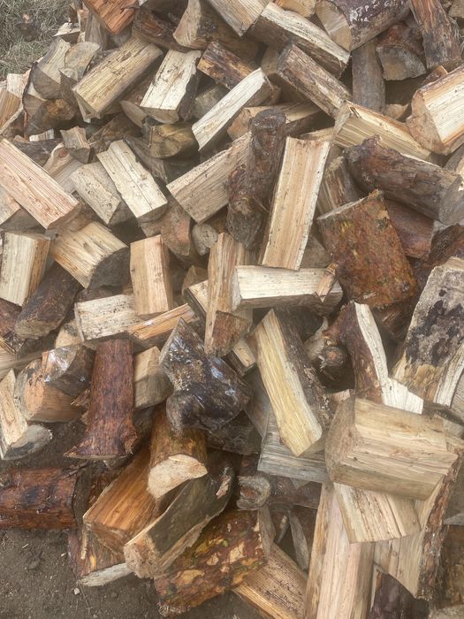 Sosna opalowa polecam