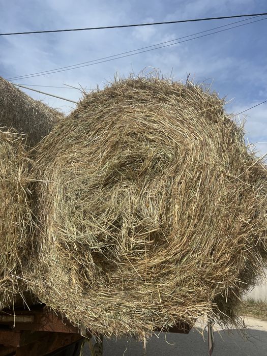 Rolos de palha da campanha passada
