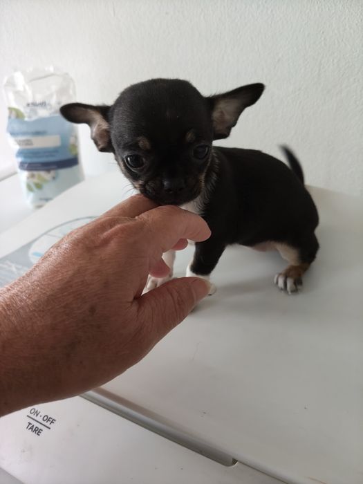 Chihuahua   MF pronto para entrega