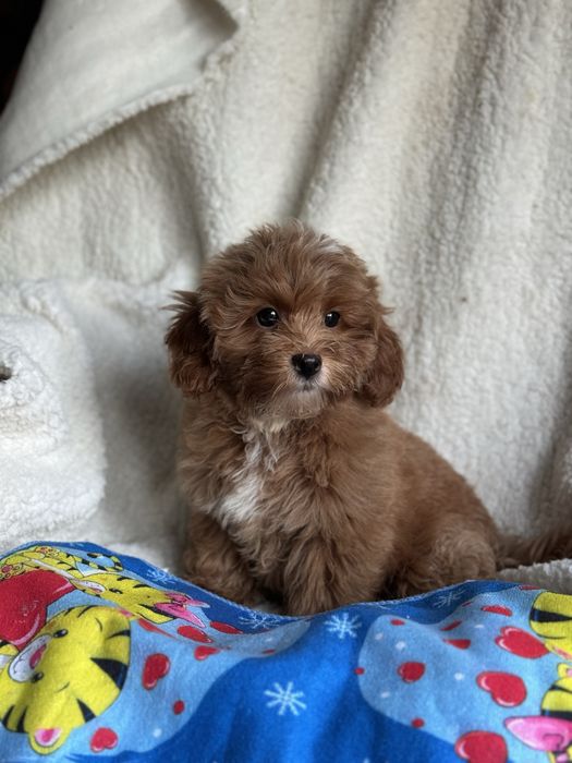 Мальтіпу ред браун хлопчик міні мікро тікап