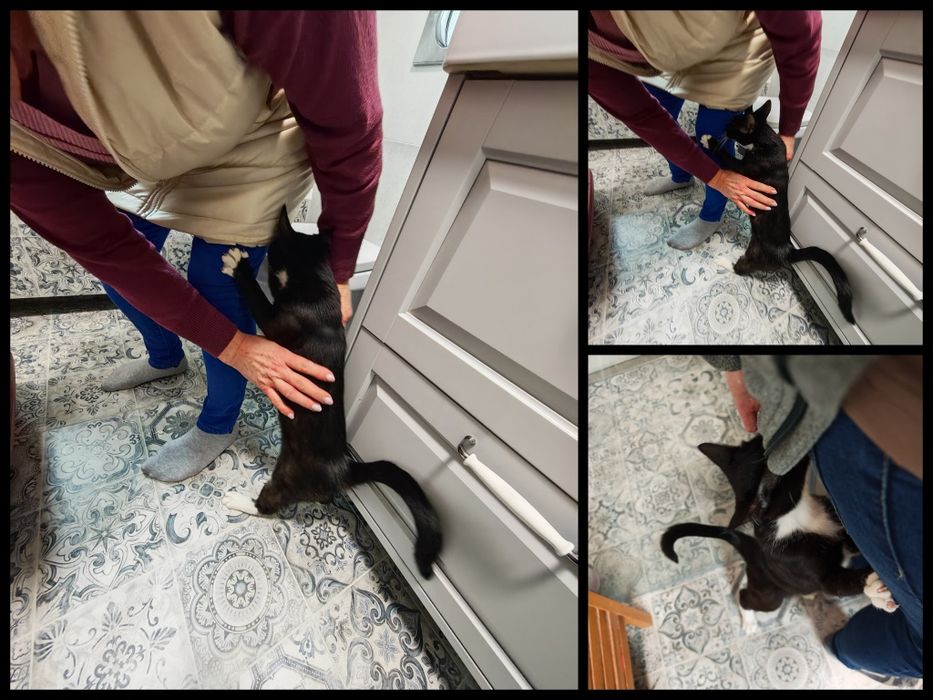 Wyjątkowe kociaki do adopcji