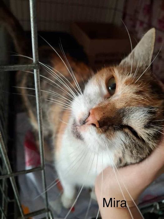 Mira – około 4-letnia, łagodna i bardzo miziasta panna.