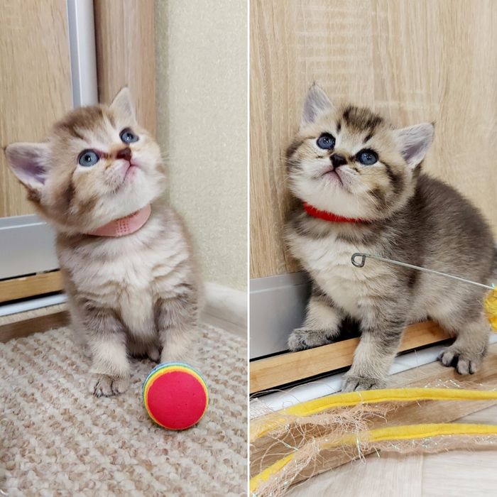 Золота Шиншила  дівчатка та хлопчики