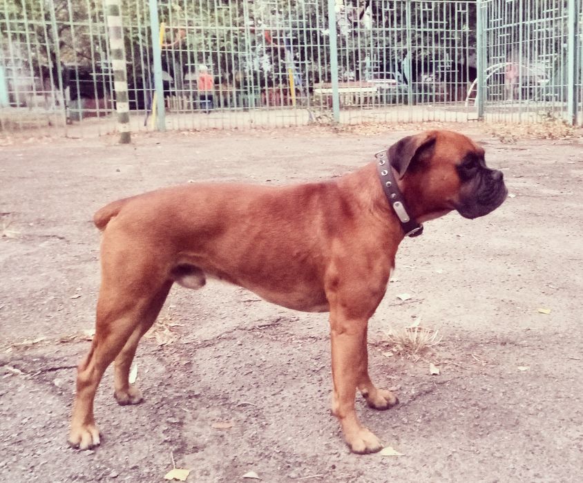 Вязка Немецкий Боксер