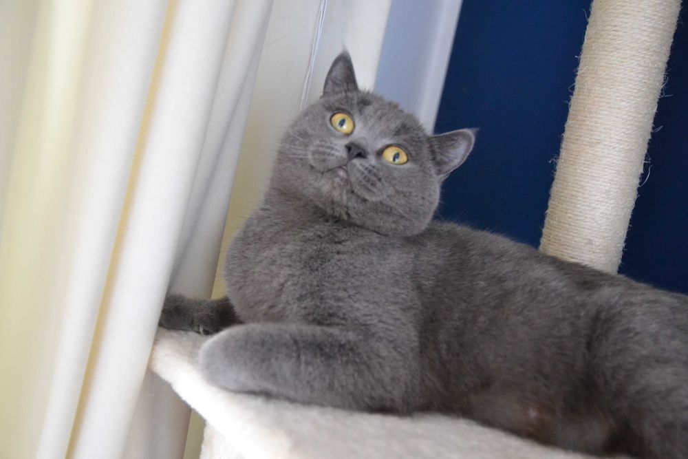 Koteczka szkocka dorosła