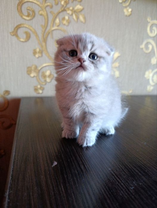 Котята шотландскі