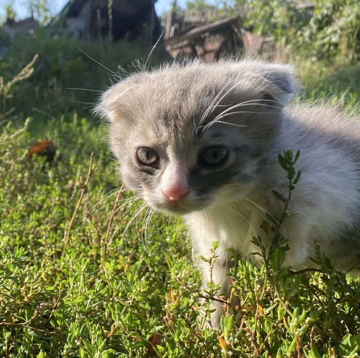 Продаю котиків