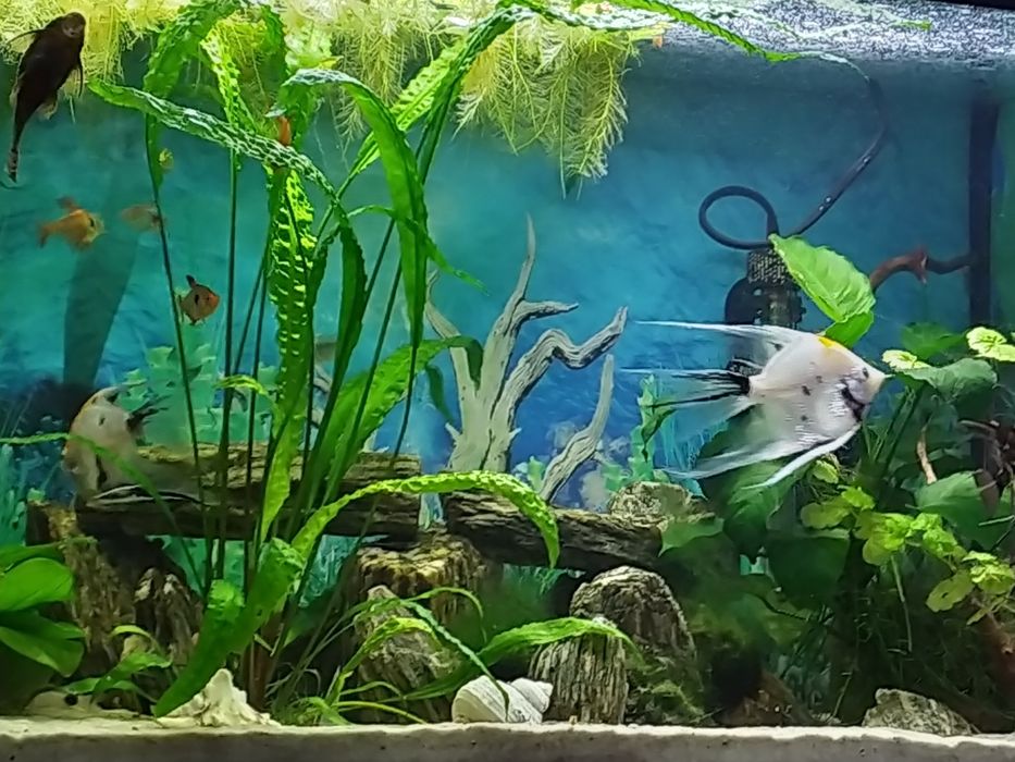 Kryptokoryna roślina akwariowa