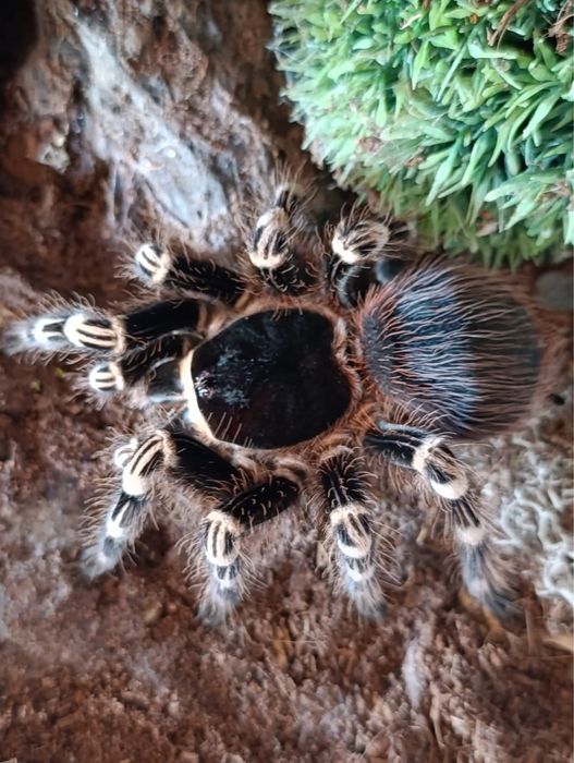 Acanthoscurria geniculata - ptasznik białokolanowy L4/5