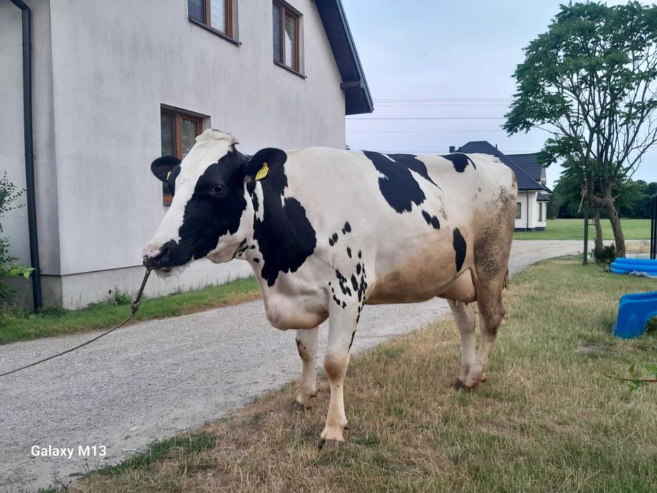 Sprzedam jałówke HF