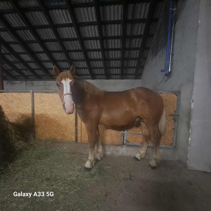 Ogierek zimnokrwisty