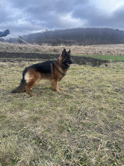 Німецька вівчарка для в'язки