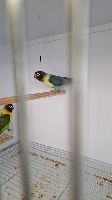 Agapornis Fisheri e Personatus