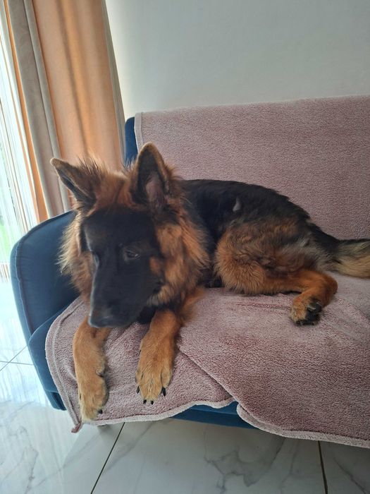 Owczarek niemiecki oddam za darmo