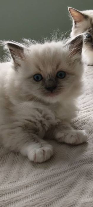 Śliczny kocurek ragdoll