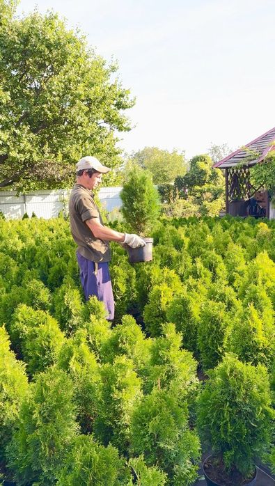 Продам тую смарагд оптом