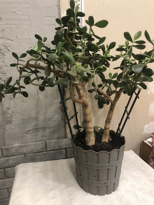 Продам товстянку(грошове дерево).