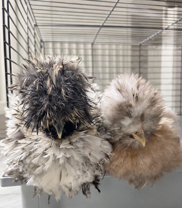 Oddam koguta Silki 2,5 m lokowanego