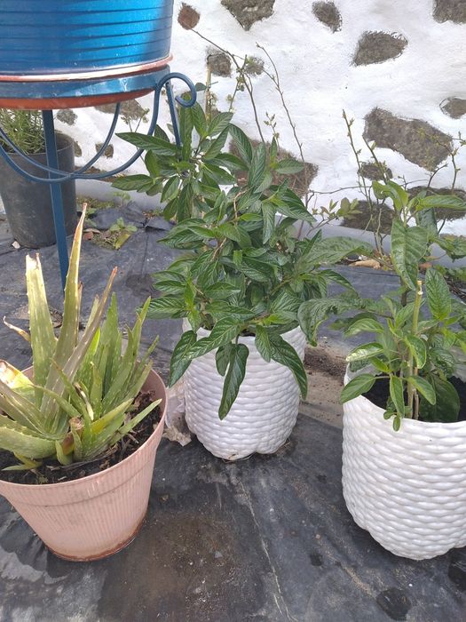 Plantas em vasos