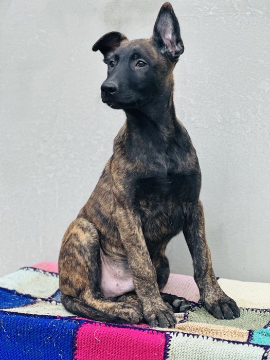 Хердер!- голландская овчарка! Пацан Эрик!