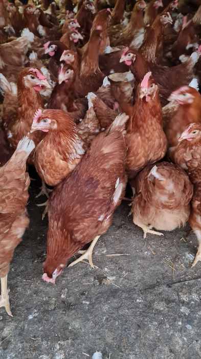 KURY NIOSKI MŁODE z jajkiem ROSA Kolorowe Leghorn od PRODUCENTA