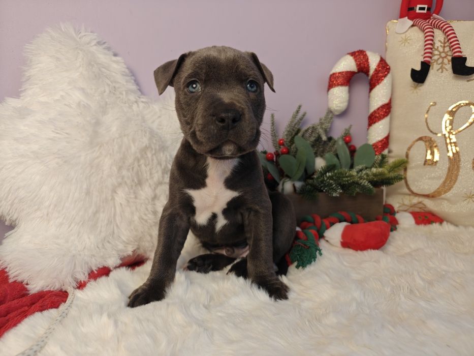 Rodzinny piesek amstaff !