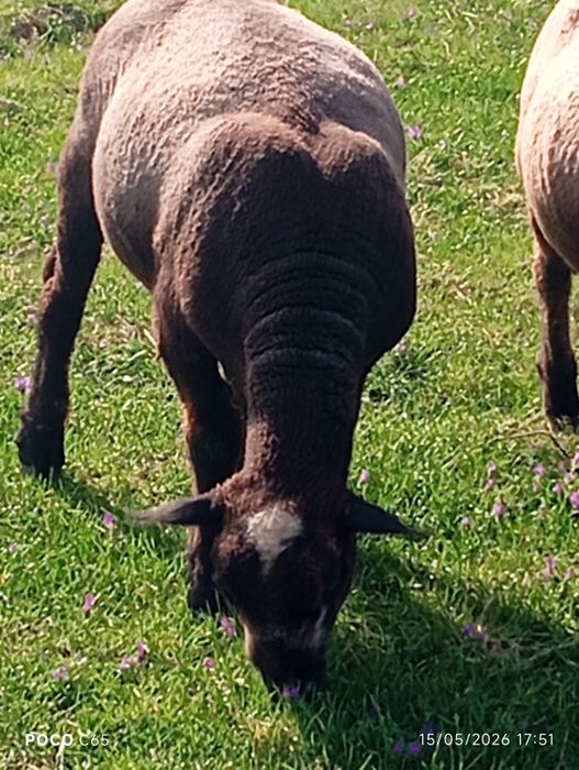 Macho p3 zona de pombal