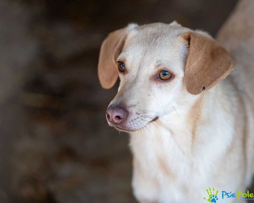 Piękna biała sunia KREJZOLKA szuka domku!