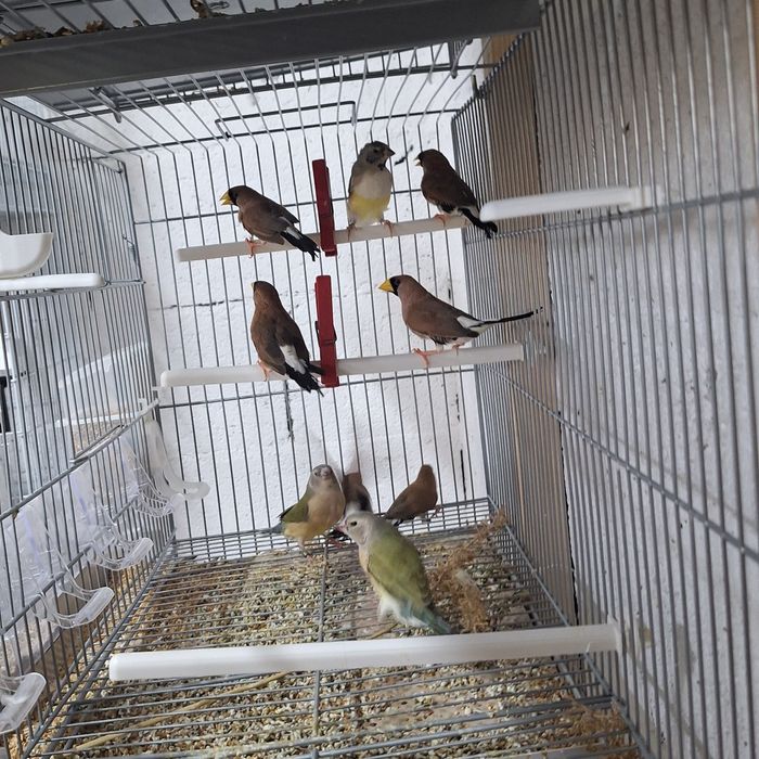 Aves para cedência diamantes bavete, mascarados, Degolados