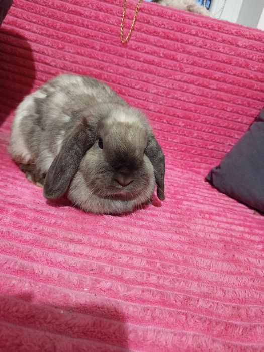 Królik mini lop samiczka