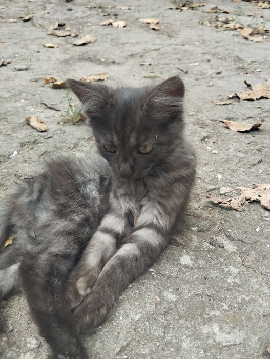 Отдам котят бесплатно