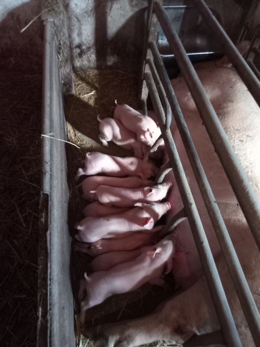 Поросята трехпородка