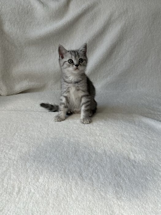 Продам замечательных котят