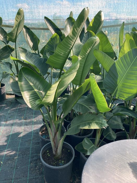 Estrelicia augusta/ estrelicia gigante