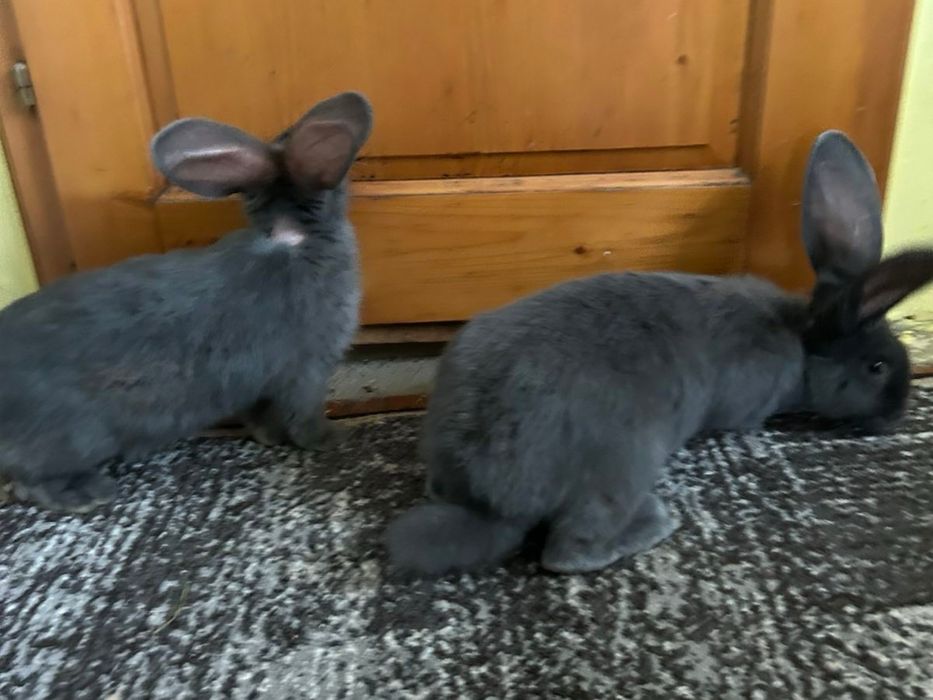 Продам Бельгійський велікан голубого окрасу