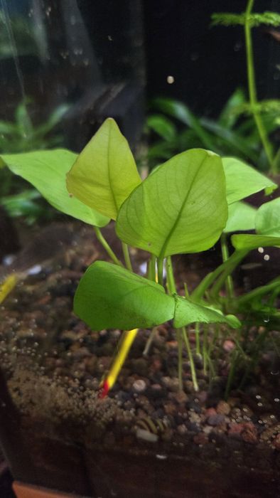 Anubias mini szczepka