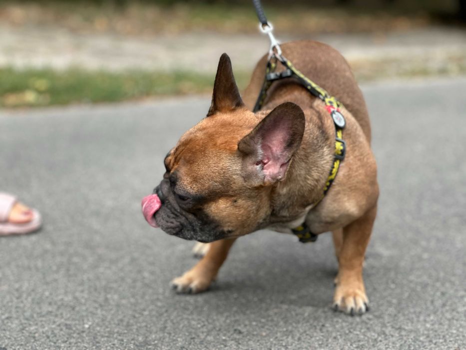 Француз шукає француженку, В'ЯЗКА