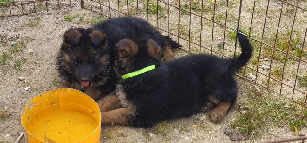 Pastor alemão   com pedigre