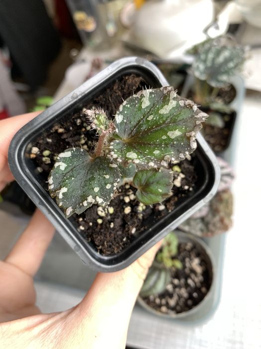 Begonia rex dew drop